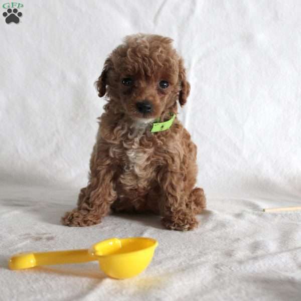 Jennifer, Toy Poodle Puppy